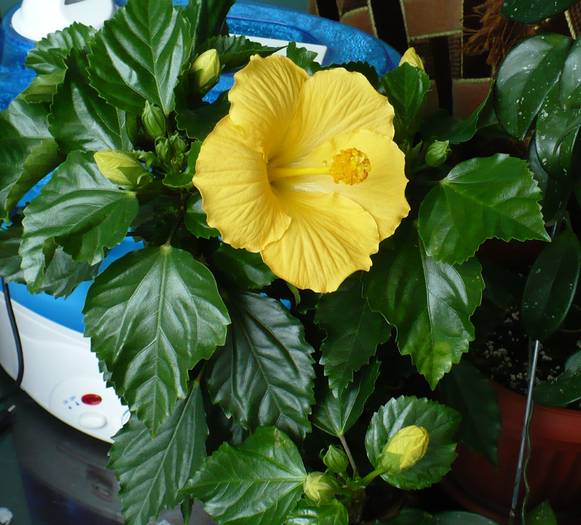 P1120419 - HIBISCUSI