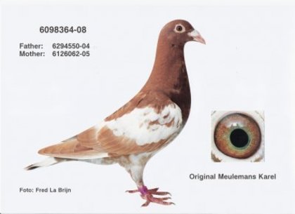 pigeons-karel meulemans-arendonk-BELGIA - meulemans karel -damen linda-arendonk-belgia