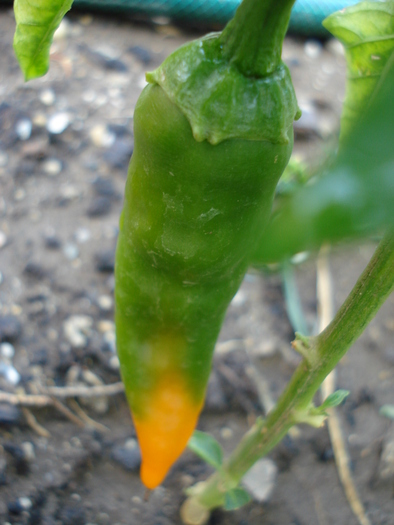 Bulgarian Carrot Pepper (2009, Aug.29) - Bulgarian Carrot Chili Pepper