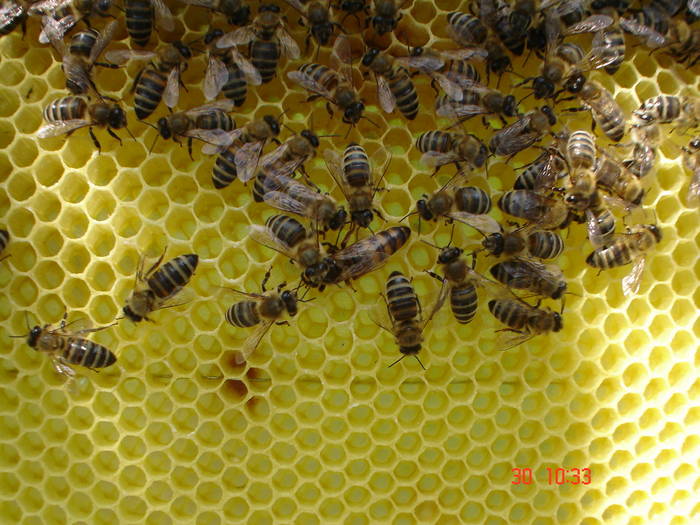 DSC05971 - ALBINUTZELE MELE