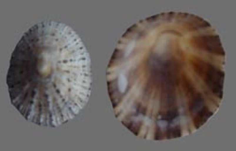 Shell081 - In mare