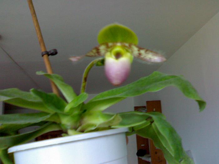 Paphiopedilum 'Pinocchio'; la nici o saptamana distanta,bobocul a si plesnic de frumusete !
