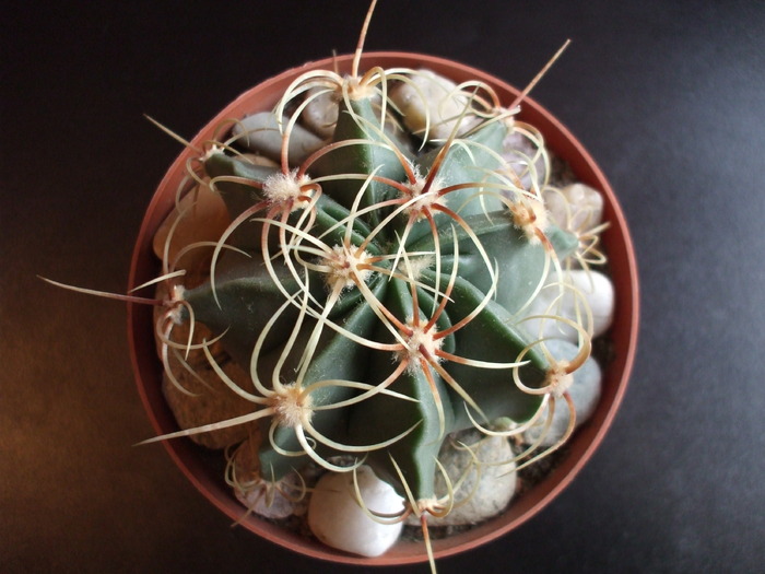 Ferocactus hystrix vedere apicala