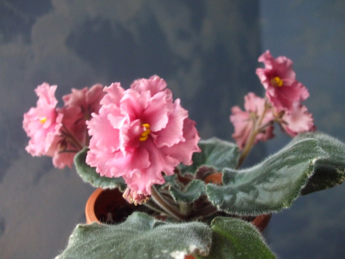 ness orange pekoe - violete