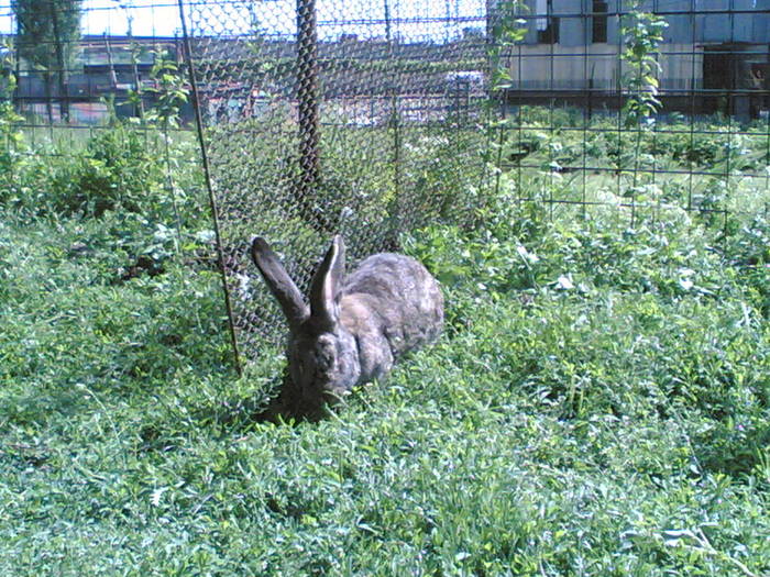 28052006(037) - fostii mei iepuri