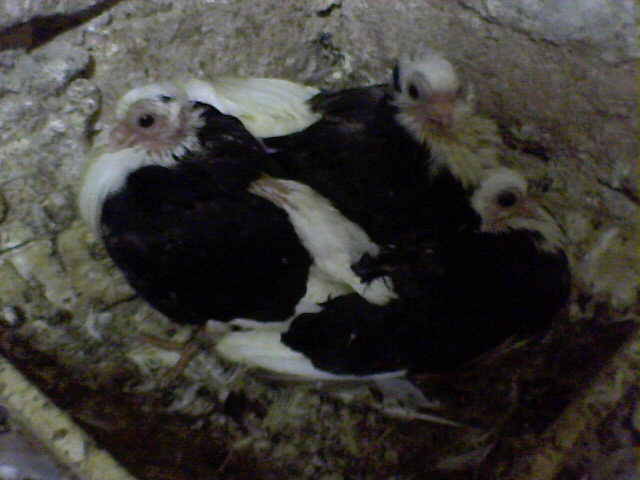 Picture 021