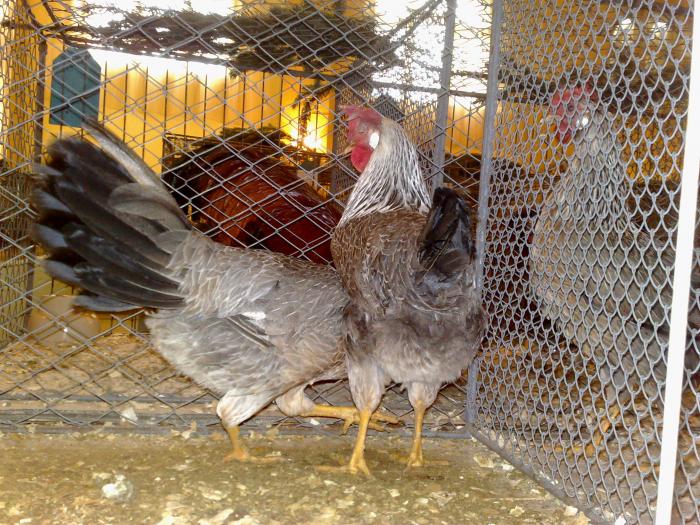 2009-02-15_14-24-10_150220091120