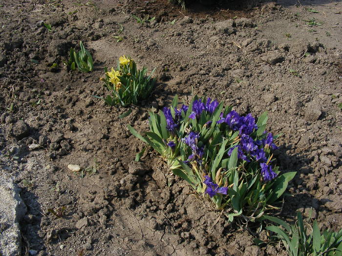 Irisi mov - Aprilie 2009
