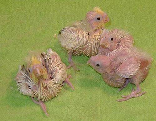 baby_bird_7