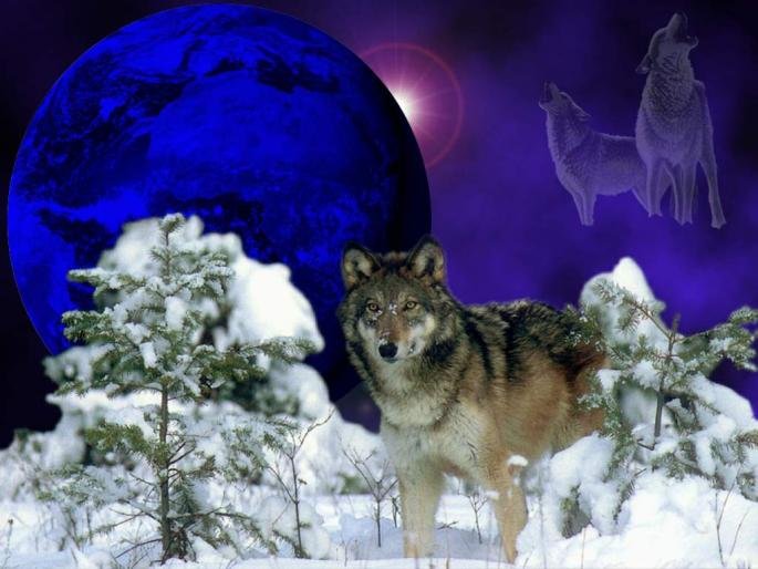 wolf; chemarea strabunilor
