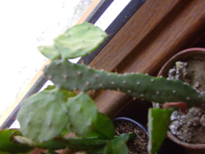 un cactus - catusi si suculente