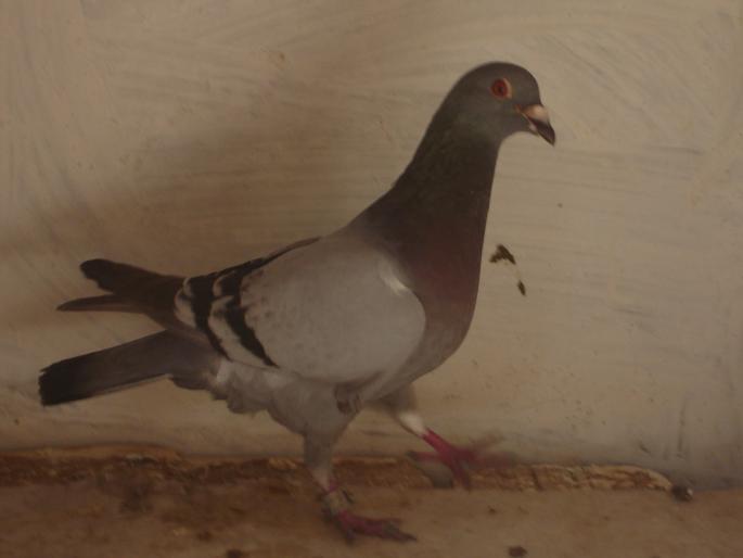 femela 2007 - porumbei voiajori