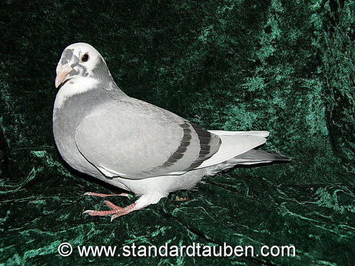 jungtauben-17