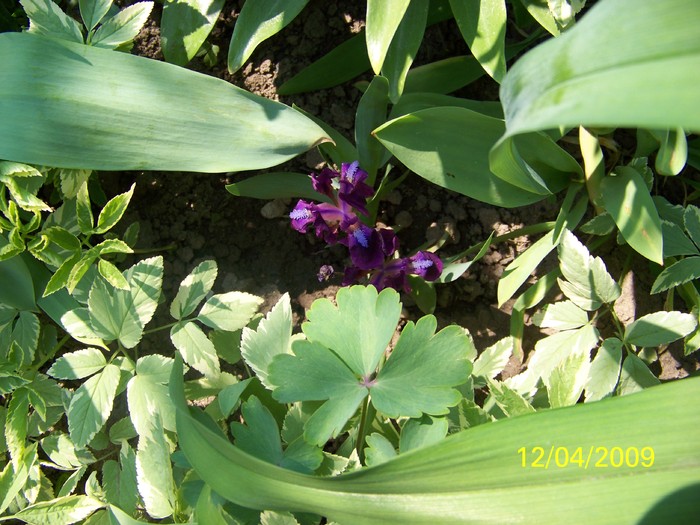 100_0508 - Primavara in curte  Timisoara