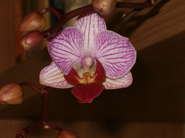 phalenopsis 5 ian. 2010 - Orhidee
