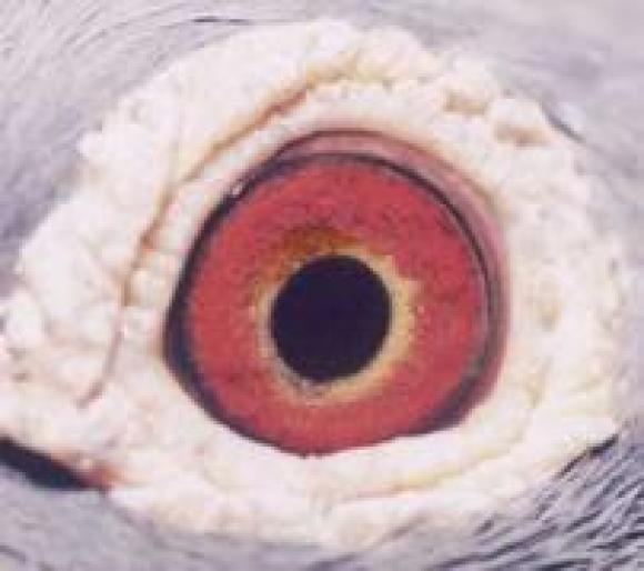 BPEFMVCQZVVODGQIGYY - 2 Ochii porumbelului