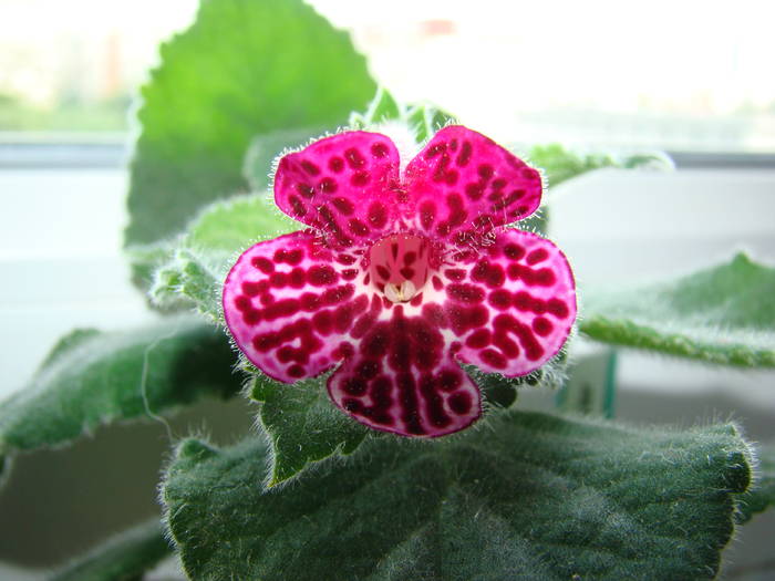 Kohleria Jester 11 - Kohleria Jester 2009