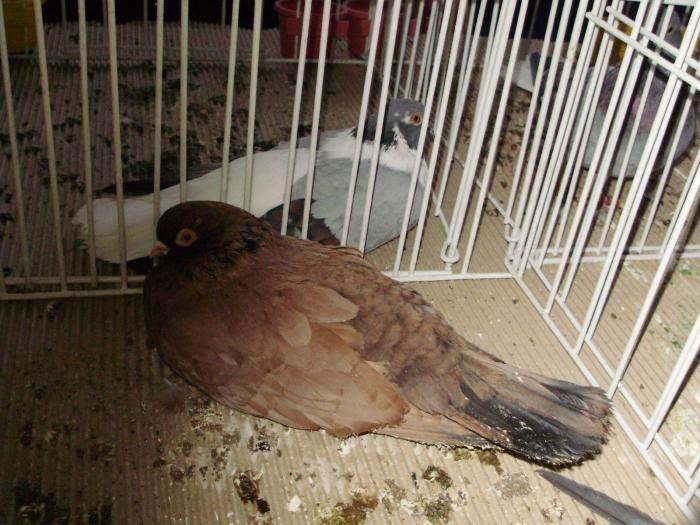 orbet 7 - 1506 2 porumbei rz