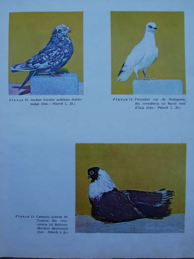 cresterea porumbeilor-peterfi 279 - Carti despre Porumbei - - Books about Pigeons