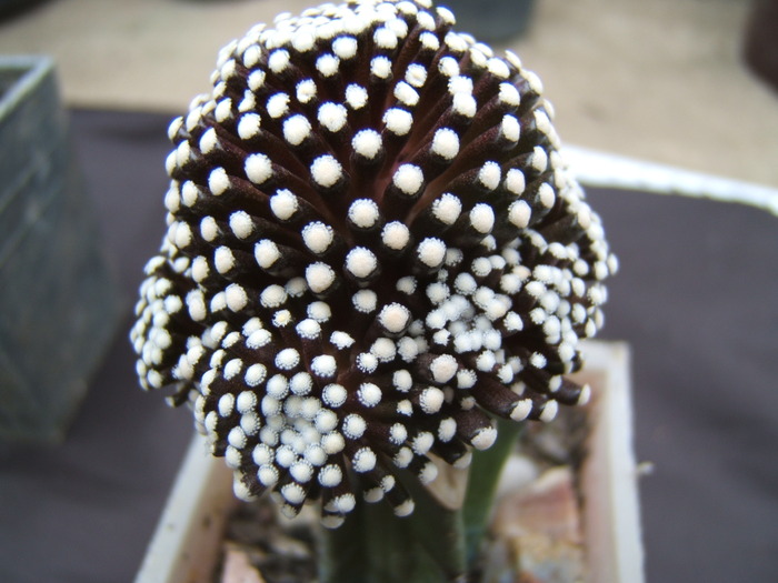 Mammillaria luethyi