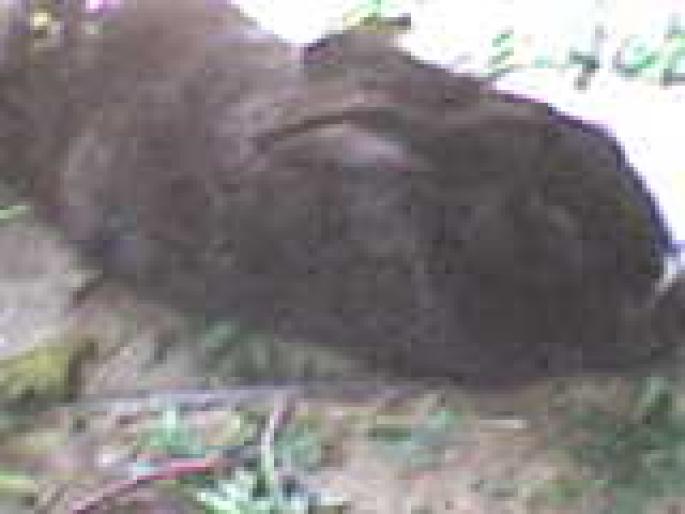Copy of DSC00036 - iepuri