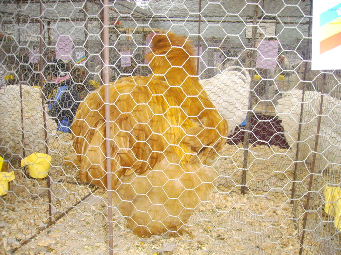 IMG_0295 - Expo 2010 Fauna Baniei Craiova