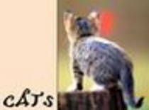 avatar pisicute 22563