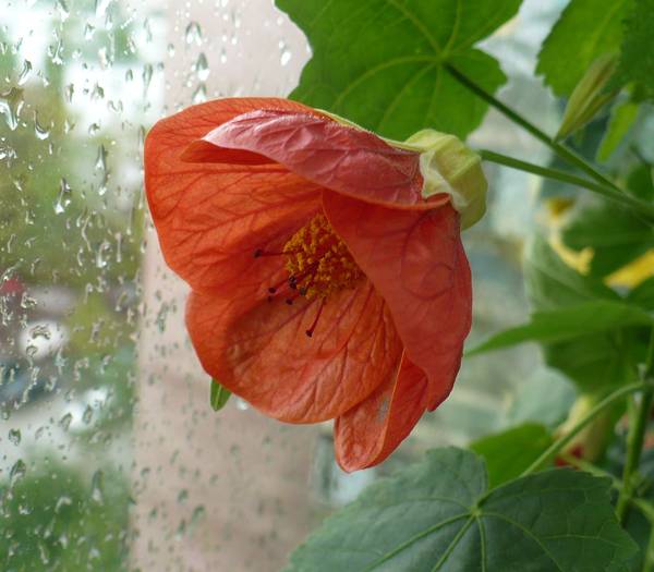 P1110228 - ABUTILONI