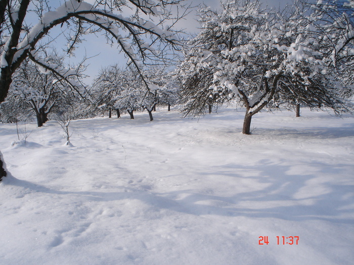 DSC08747 - Bella ianuarie 2010