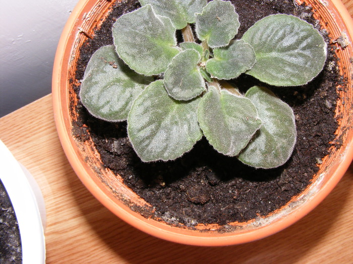 VIOLETA