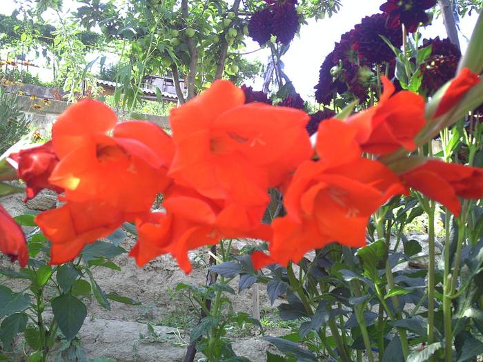 PICT0038 - GRADINA-2009