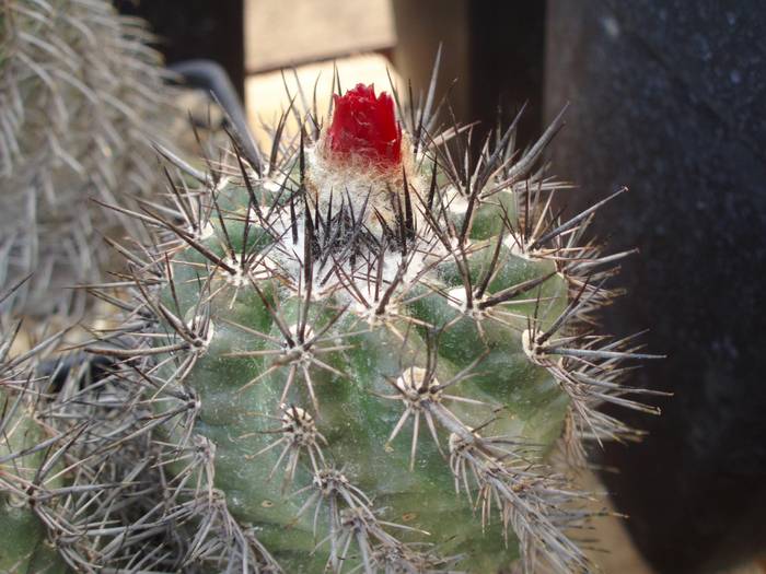 12iunie 010 - Cactusi la Constanta
