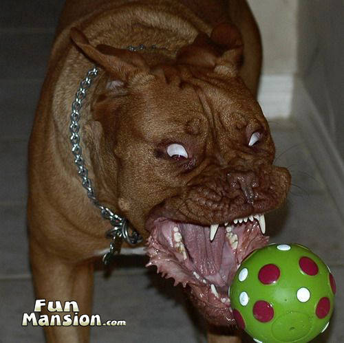 possesedpup