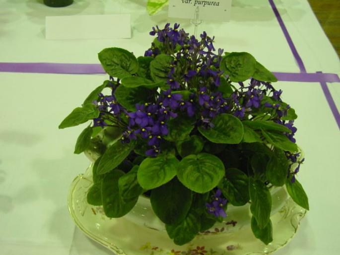 S_orbicularis_var_purpurea_2005avsa - violete de pe net 1