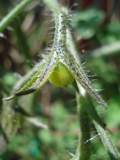 Tomato Yellow Pear (2009, June 02)