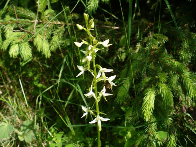 Platathera bifolia (orhidee alpina) - Predeal iunie 2008