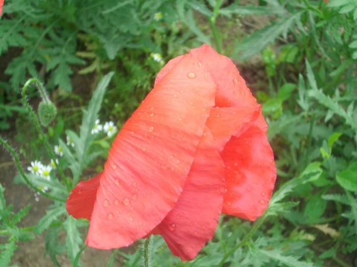 DSCI1386 - flori din gradina mea