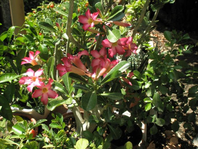 flori de Adenium obesum - Suculente 2008