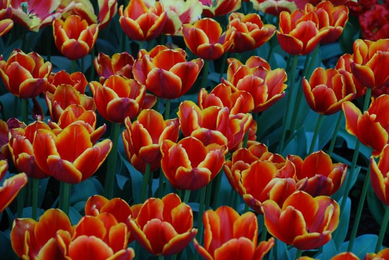 Afbeelding 776 - KEUKENHOF-OLANDA