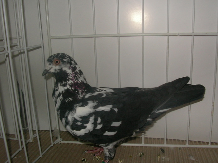 SANY0134 - poze expo 2009