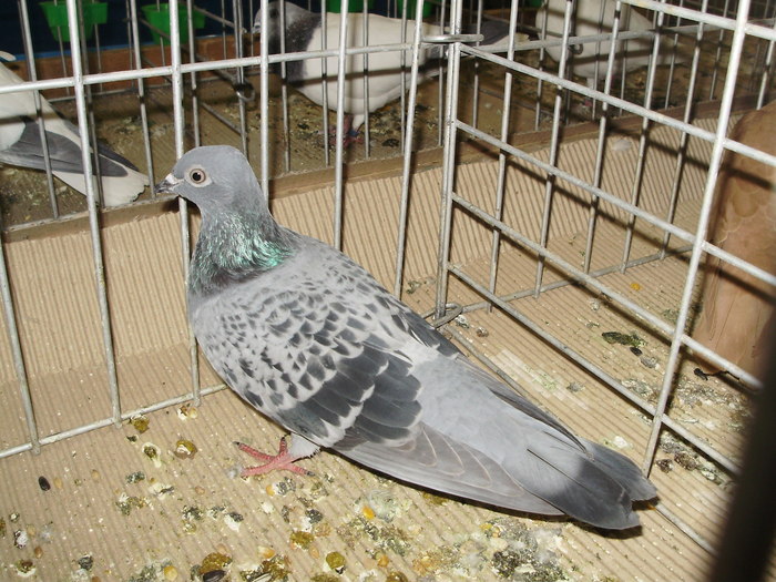 10861 kh 1 - 1507 partea 6a