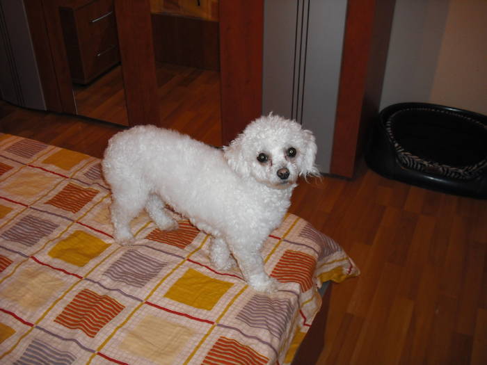 my dog - missy cainele meu