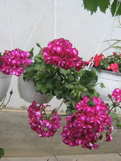 29mai 004 - muscate 2009