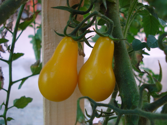 Tomato Yellow Pear (2009, Aug.21) - Tomato Yellow Pear