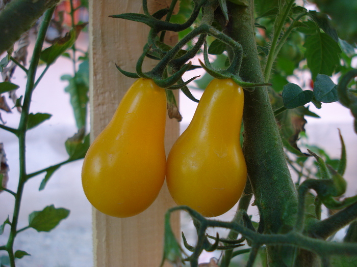 Tomato Yellow Pear (2009, Aug.21)