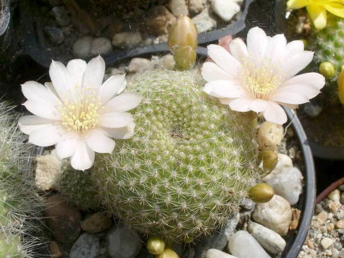 Rebutia kariusiana flori albe