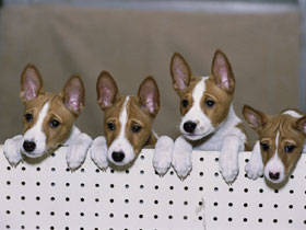 SuperStock_662-621A - poze catei