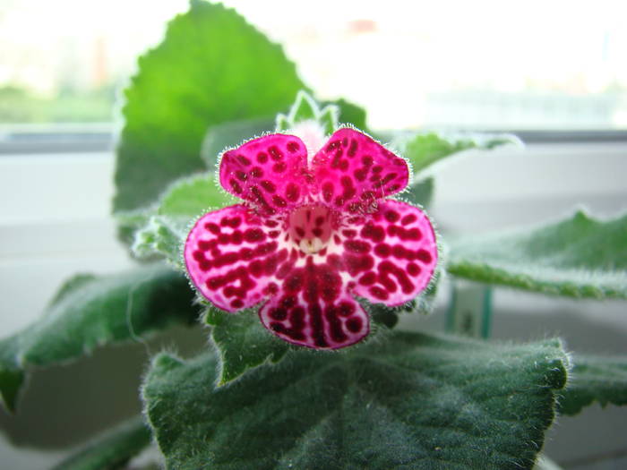 Kohleria Jester 12 - Kohleria Jester 2009