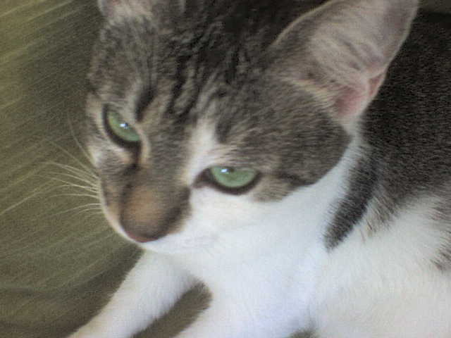 Picture 084 - pisicutza mea