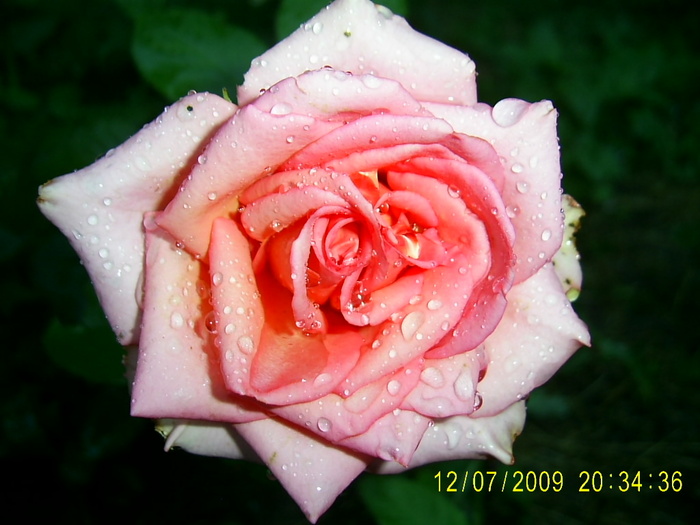 trandafirii (12) - Trandafirii lui Tusi